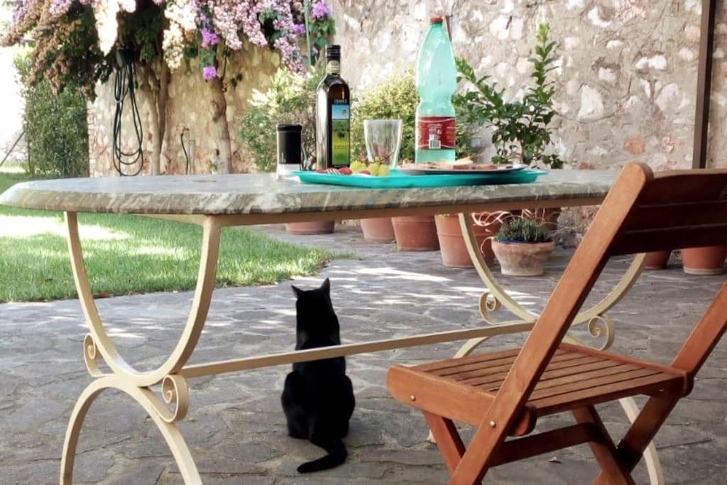 Garden *
